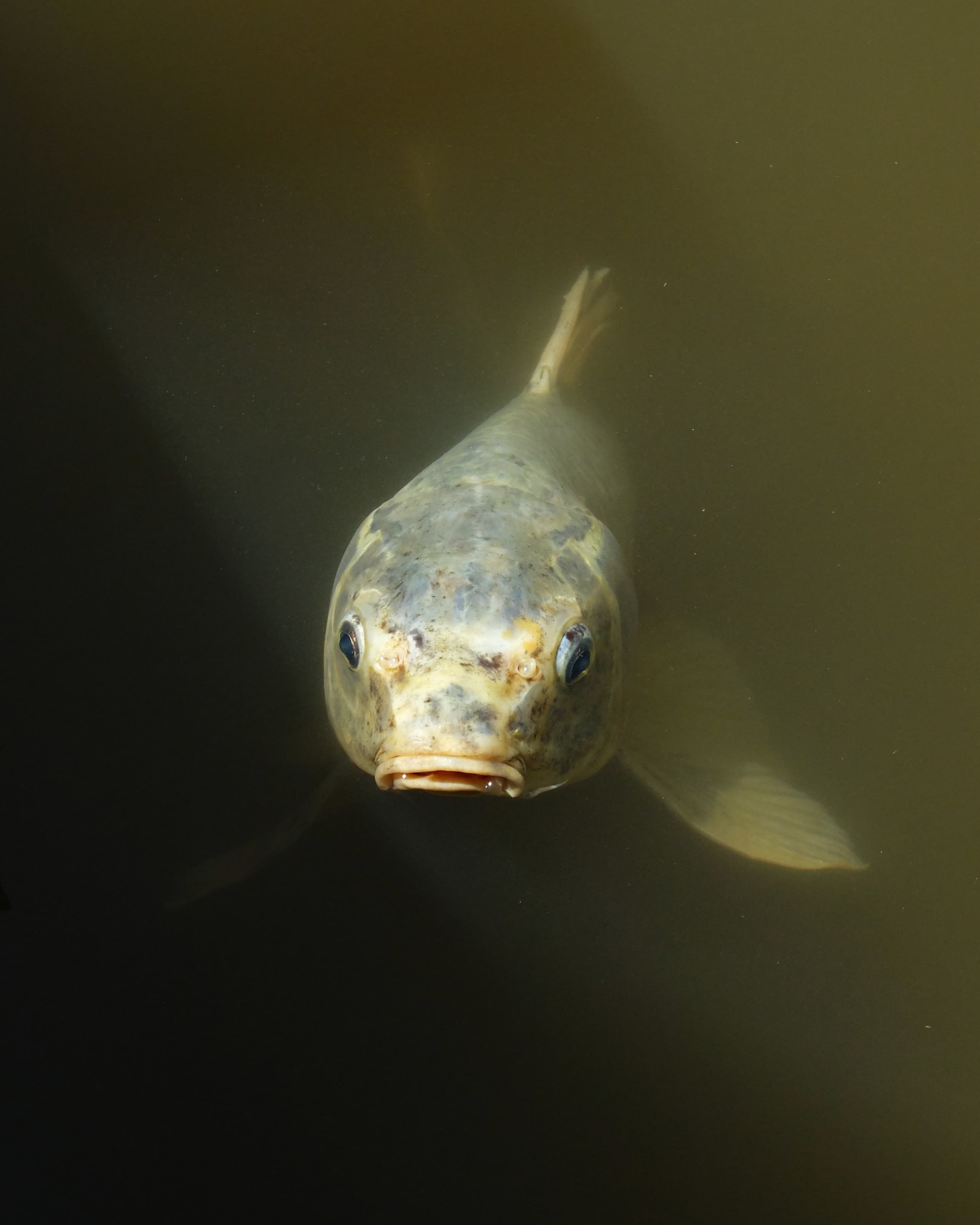 Surfacing