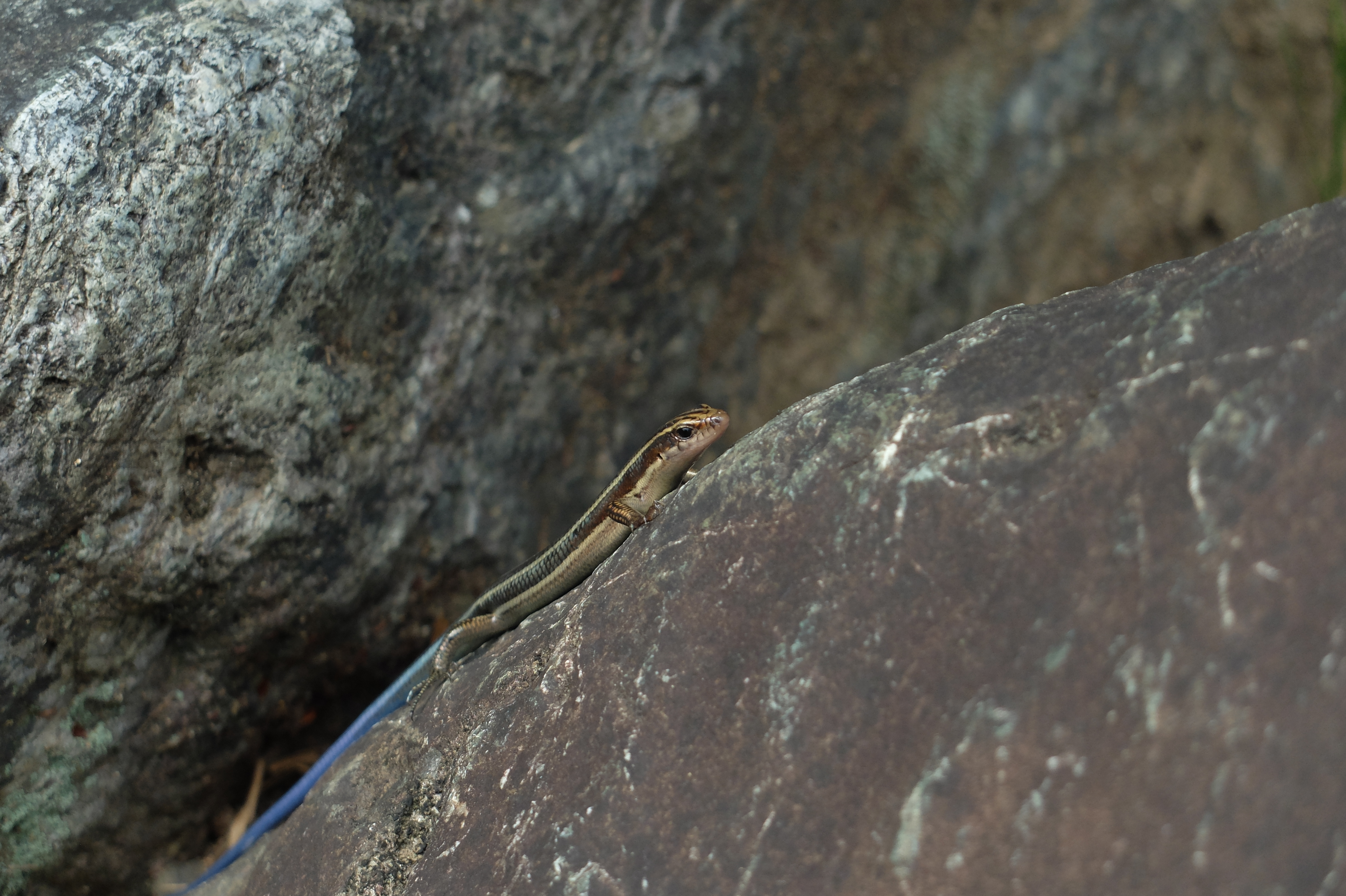 Blue-tailed lizard